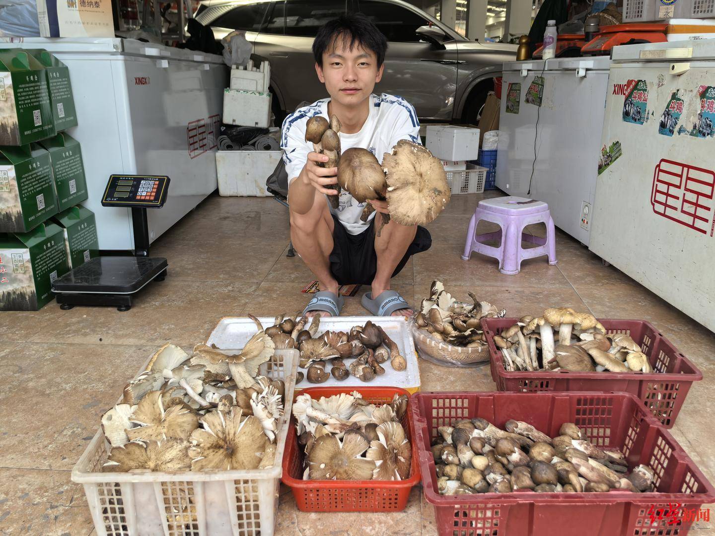 皇冠信用网在线开户_“天价”鸡枞调查:最贵卖到1800元/公斤!雨水少致产量低皇冠信用网在线开户,多地价高客少