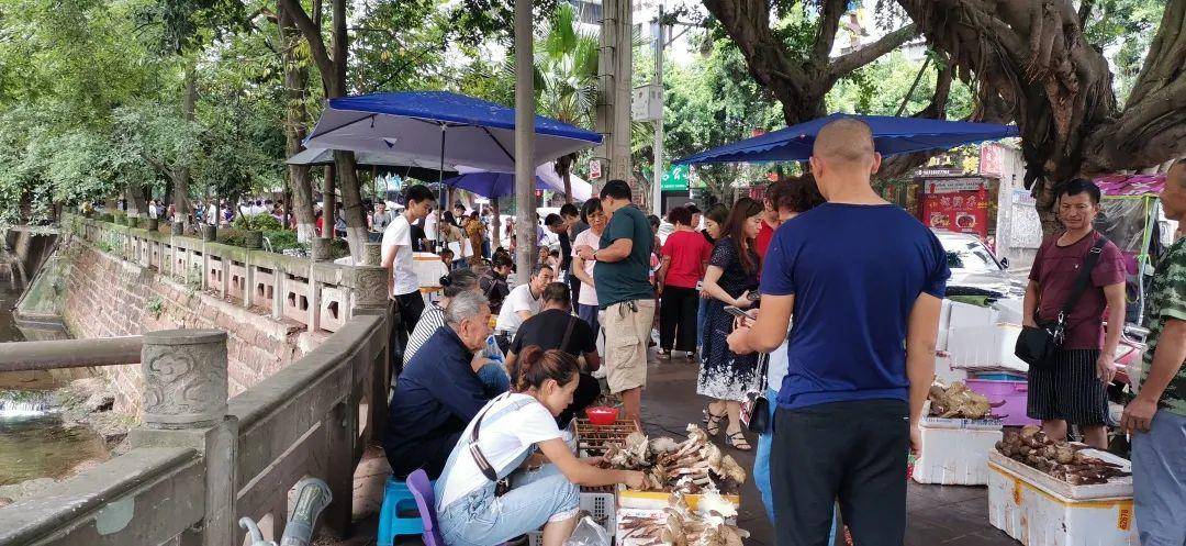 皇冠信用网在线开户_“天价”鸡枞调查:最贵卖到1800元/公斤!雨水少致产量低皇冠信用网在线开户,多地价高客少