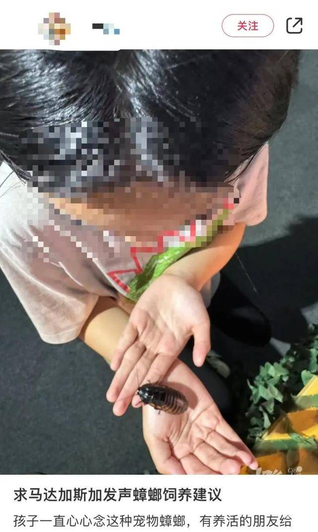 皇冠信用网庄家_门口惊现“蟑螂”皇冠信用网庄家,杭州一住户用杀虫剂一喷,邻居怒了:我的螳螂……