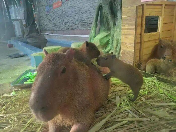 皇冠皇冠代理平台
_出生1小时就能独立行走皇冠皇冠代理平台
,济南动物园“果果”和“豚豚”的4只新生幼崽,周末和市民见面