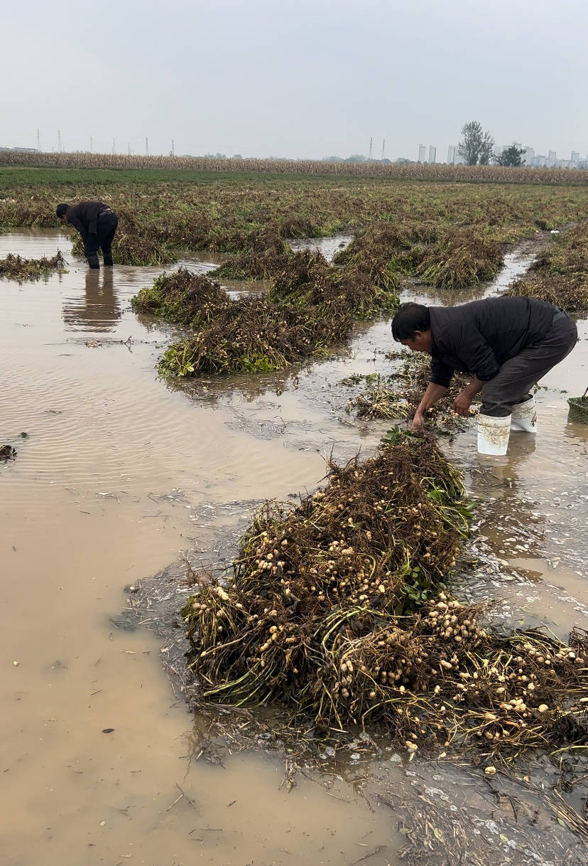 皇冠信用盘登2代理_夏旱之后又秋涝皇冠信用盘登2代理，一位河南农户的花生抢收战
