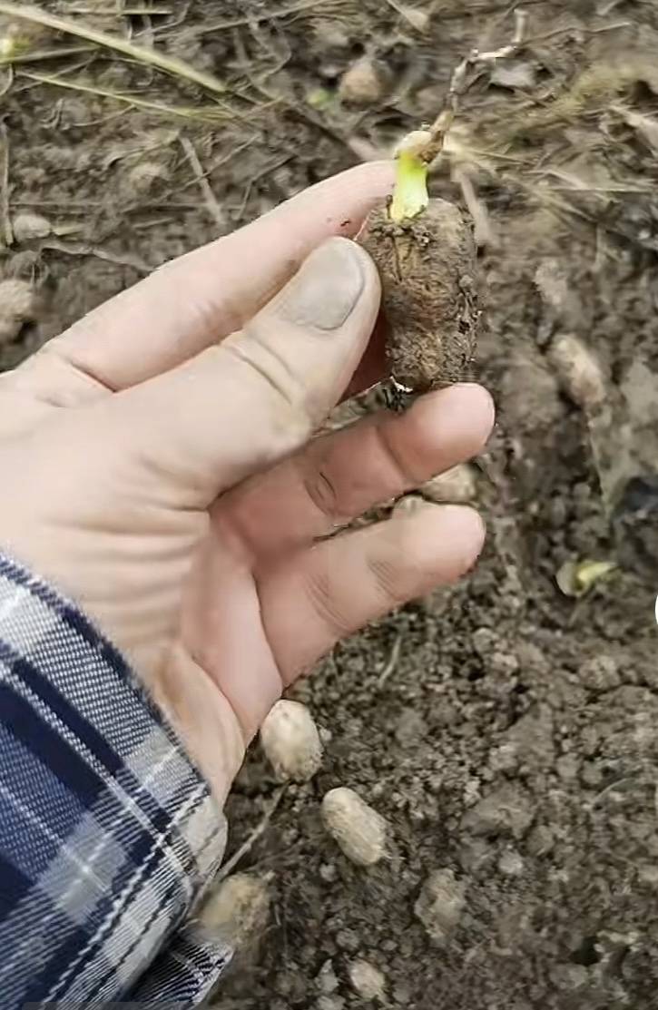 皇冠信用盘登2代理_夏旱之后又秋涝皇冠信用盘登2代理，一位河南农户的花生抢收战