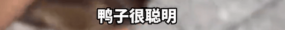 本菲卡 vs 勒洪库森
_养了四年的宠物鸭被汽车碾死本菲卡 vs 勒洪库森
,老太太当街包鸭痛哭,目击者:她老伴重病,鸭子是用来祈福的