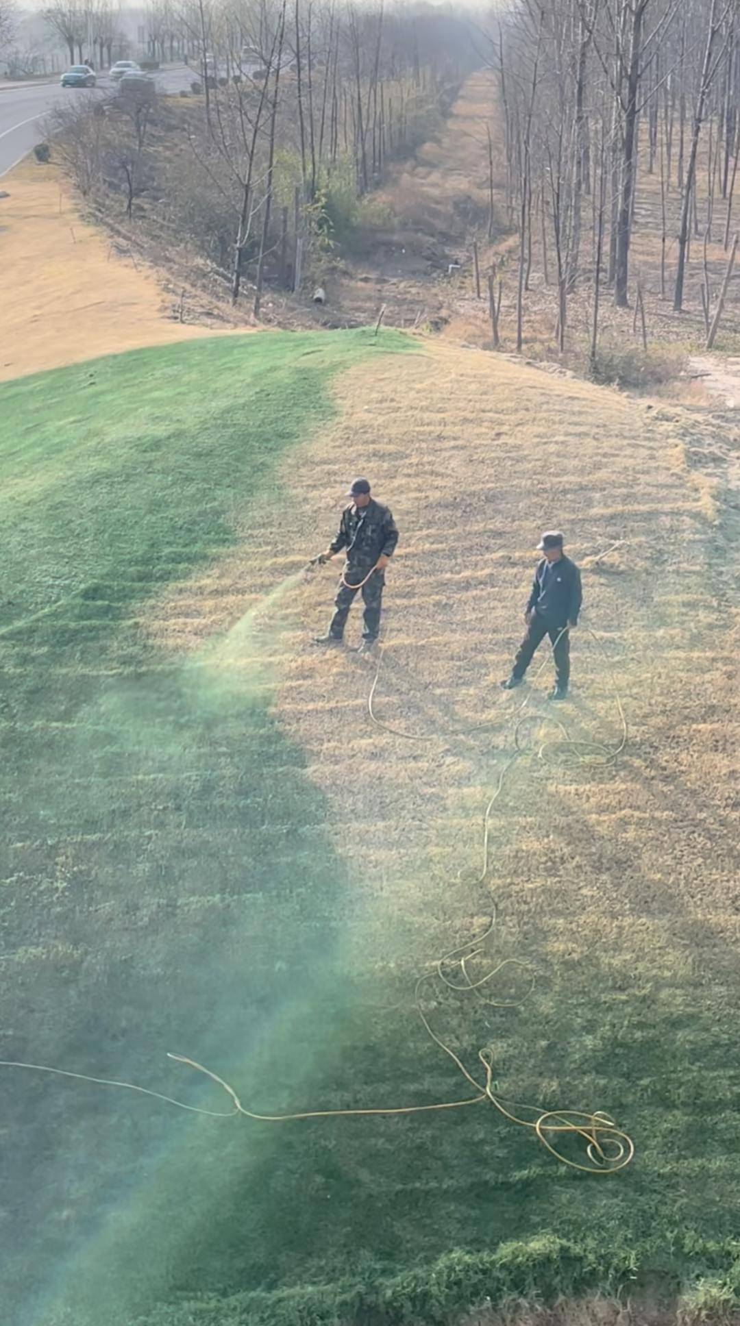 皇冠信用网在线注册
_陕西一地给枯草喷颜料搞“绿化”皇冠信用网在线注册
?官方回应:为了美观调配的营养液|云辟谣