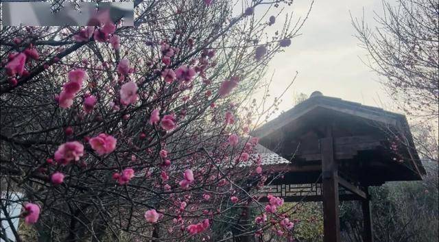 皇冠信用网需要押金吗_太突然!武汉正大量出现皇冠信用网需要押金吗,不用等到春节