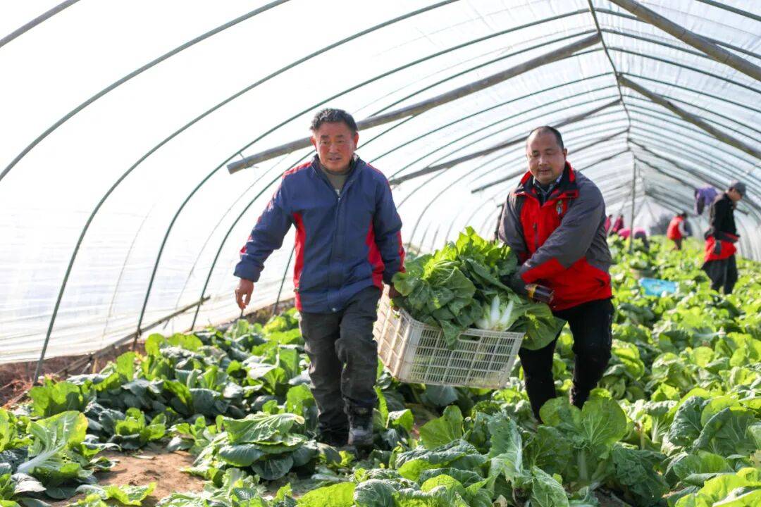 NBA篮球球探_29岁儿子突发心梗离世NBA篮球球探,家里上万斤蔬菜滞销!浙江60岁大伯绝望痛哭,短短一天后……