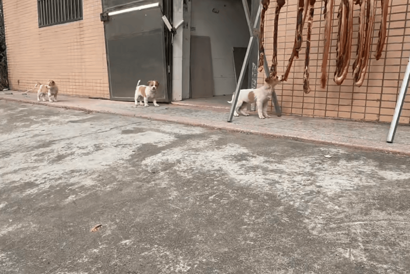 皇冠信用网登1_为防止小狗偷吃皇冠信用网登1,广东男子出动自家吊车半空晒腊肉:风大还干得快