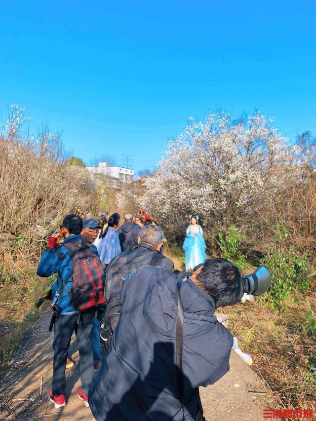 皇冠信用网平台_梅花开了!长沙“梅花季”提前报到皇冠信用网平台,这份赏梅攻略请收好