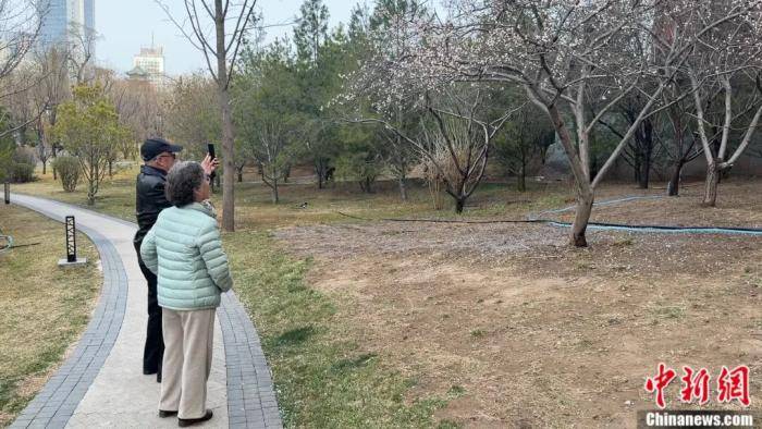 足球比赛外围买球网站_别再把喷嚏甩锅给桃花了足球比赛外围买球网站!春天真正的“花粉刺客”是它……